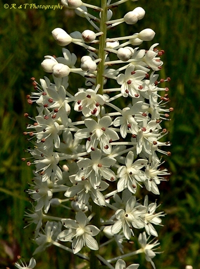 {Stenanthium leimanthoides}